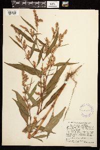 Persicaria lapathifolia image