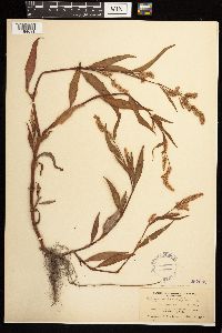 Persicaria lapathifolia image