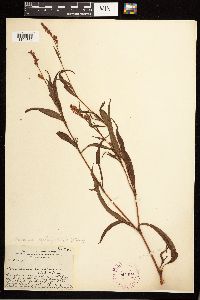 Persicaria lapathifolia image