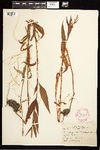 Persicaria lapathifolia image