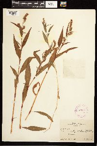 Persicaria lapathifolia image