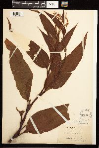 Persicaria lapathifolia image