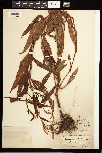 Persicaria lapathifolia image