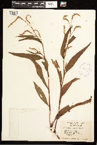 Persicaria lapathifolia image