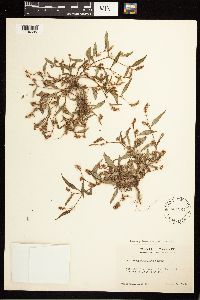 Persicaria lapathifolia image