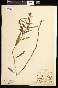 Persicaria lapathifolia image