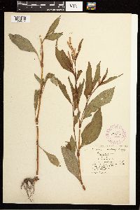 Persicaria lapathifolia image
