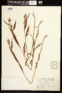 Persicaria lapathifolia image