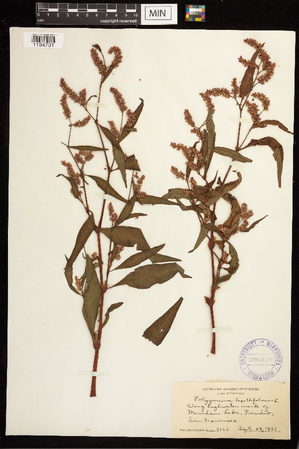 Persicaria lapathifolia image