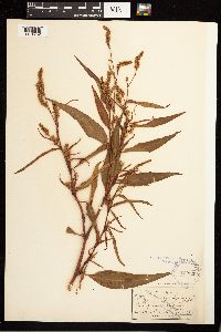 Persicaria lapathifolia image