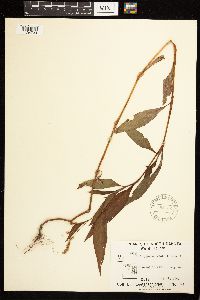 Persicaria lapathifolia image