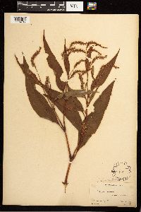 Persicaria lapathifolia image