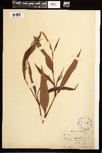 Persicaria lapathifolia image