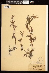 Persicaria lapathifolia image