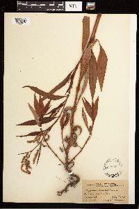 Persicaria lapathifolia image