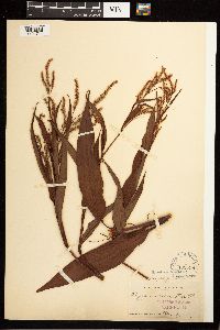 Persicaria lapathifolia image