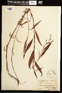 Persicaria lapathifolia image