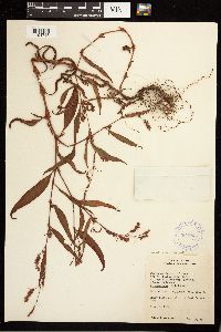 Persicaria lapathifolia image
