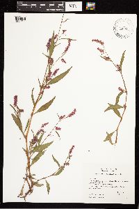 Persicaria lapathifolia image