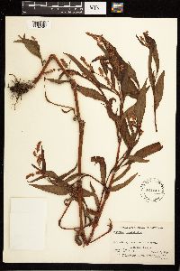 Persicaria lapathifolia image