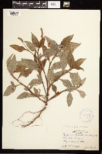 Persicaria lapathifolia image