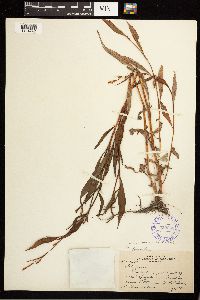 Persicaria lapathifolia image
