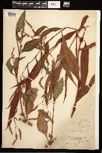 Persicaria lapathifolia image