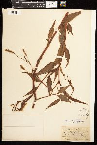 Persicaria lapathifolia image