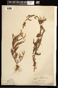 Persicaria lapathifolia image