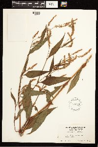 Persicaria lapathifolia image