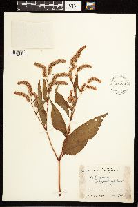 Persicaria lapathifolia image