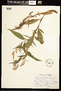 Persicaria lapathifolia image