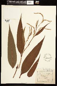 Persicaria lapathifolia image