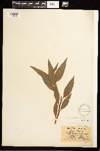 Persicaria lapathifolia image