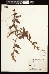 Persicaria lapathifolia image