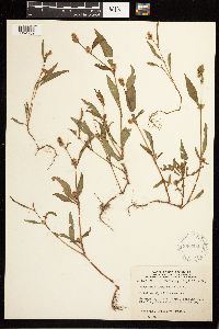 Persicaria lapathifolia image