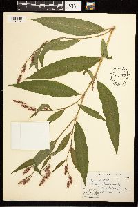 Persicaria lapathifolia image