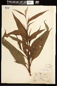 Persicaria lapathifolia image