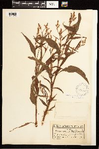 Persicaria lapathifolia image