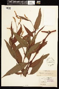 Persicaria lapathifolia image