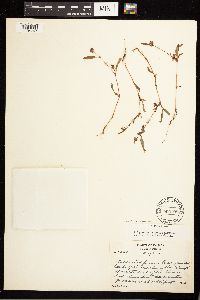 Persicaria lapathifolia image