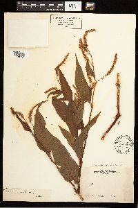 Persicaria lapathifolia image