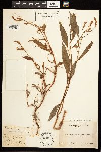 Persicaria lapathifolia image