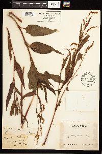 Persicaria lapathifolia image