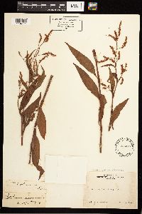 Persicaria lapathifolia image