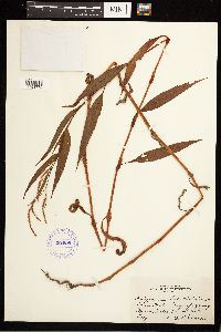 Persicaria lapathifolia image