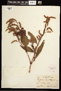 Persicaria lapathifolia image