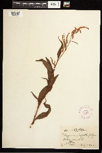 Persicaria lapathifolia image