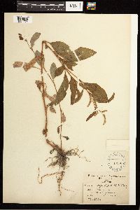 Persicaria lapathifolia image
