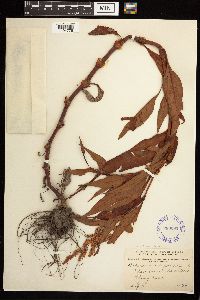 Persicaria lapathifolia image